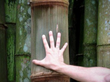 Trilha do Jequitibá - Serra do Mar