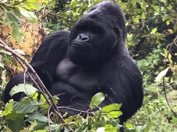 Encontro com Gorilas das Montanhas - Uganda
