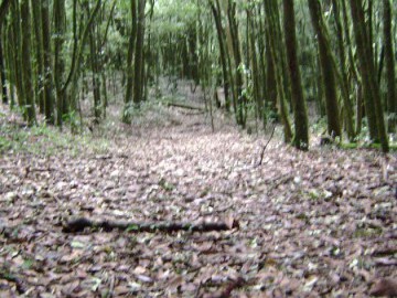 Travessia São Francisco Xavier / Monte Verde (MG) - (Jan/09)