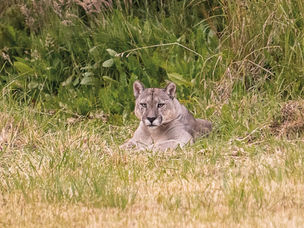 O puma