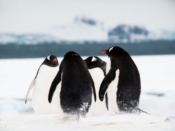 Antarctic Cruise Ship | 20-29 Nov 2014