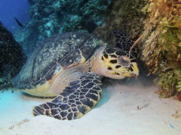 S.O.S. Tartarugas!