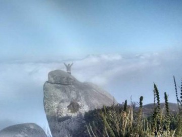 Pico do Caledônia