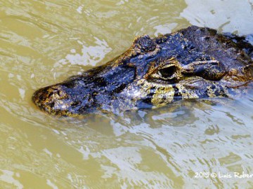 Pantanal Norte - Mato Grosso