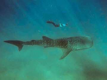 Mergulhos de Pesquisa e Aventura em Moçambique