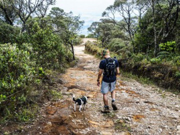 As Aventuras de Bartolomeu (O Cachorro rsrsrs)