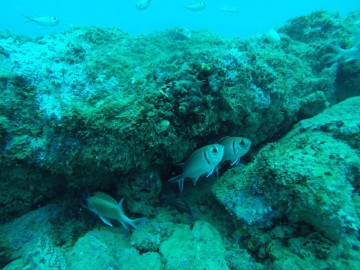 Galeão Santíssimo Sacramento - um mergulho na história.