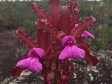 Gerais do Machambongo e as três mais belas.