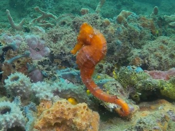 Seahorses