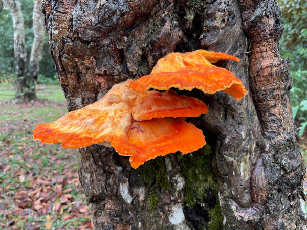 Fumaça e muita água!