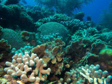 Bonaire - Só os Mergulhadores Sabem Onde É
