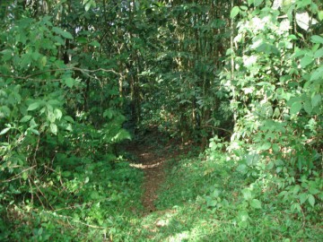 Parque Estadual Serra do Mar - Núcleo Santa Virgínia