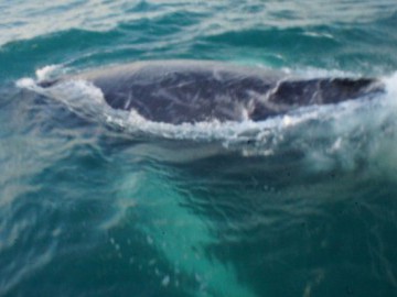 Arquipélago de Abrolhos