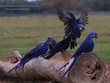 Rio Cristalino 2015 - Expedição em Canoas Canadenses