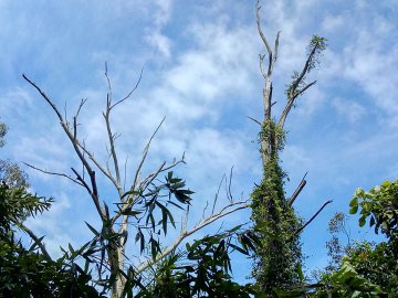 P.E Chácara da Baronesa x Parque Central Santo André
