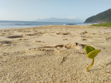Saco das Bananas e 7 praias - Ubatuba