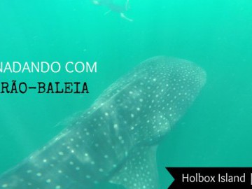 Nadando com o Tubarão Baleia!