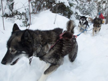 Dog Sledding - Treinamento de Inverno Outward Bound Canada
