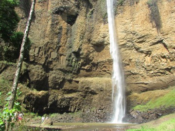 Trilha das Árvores Gigantes e Camping Cachoeira do Saltão