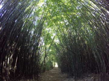Parque estadual do Jukery