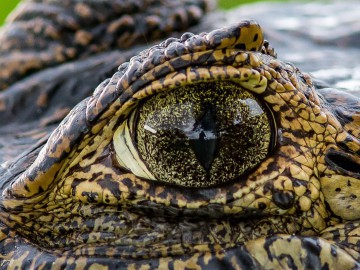 Pantanal Workshop Fotográfico