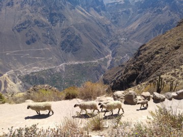 Peru CAÑON DEL COLCA- TREKKING