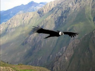 Cañon del Colca Cruz del Condor