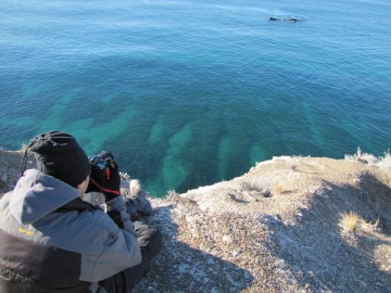 Avistagem de animais na Patagônia Argentina