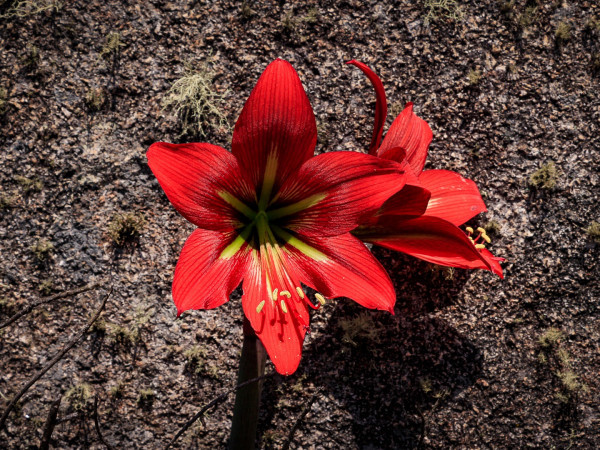 Férias na Mantiqueira. Terceira parte - Itatiaia.