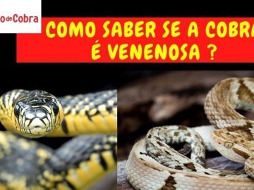 Como Reconhecer Uma Cobra Venenosa