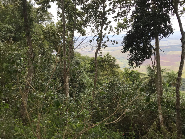 Cume do Focinho do Cão