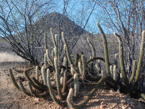 Pico do Cabugi - O vulcão brasileiro mais representativo.