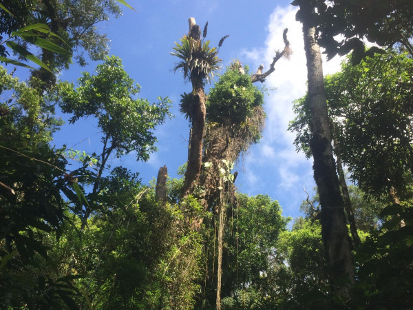 Trilha do Pinheirinho (Serra do Lopo, Extrema-MG)