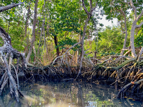 Manguezal de Vitória (ES)