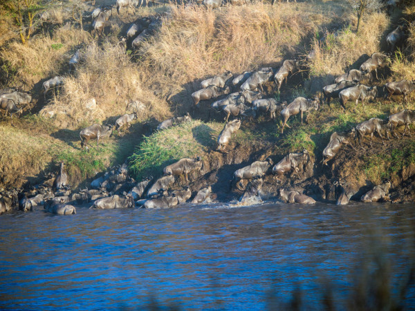 Serengeti Migration Affordable Safari