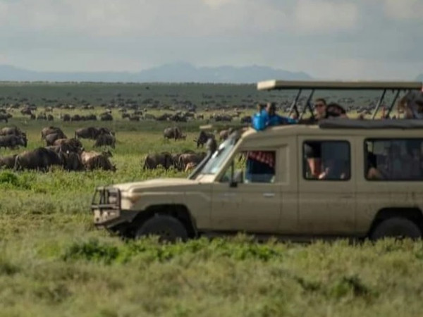 Safari in Ndutu Area